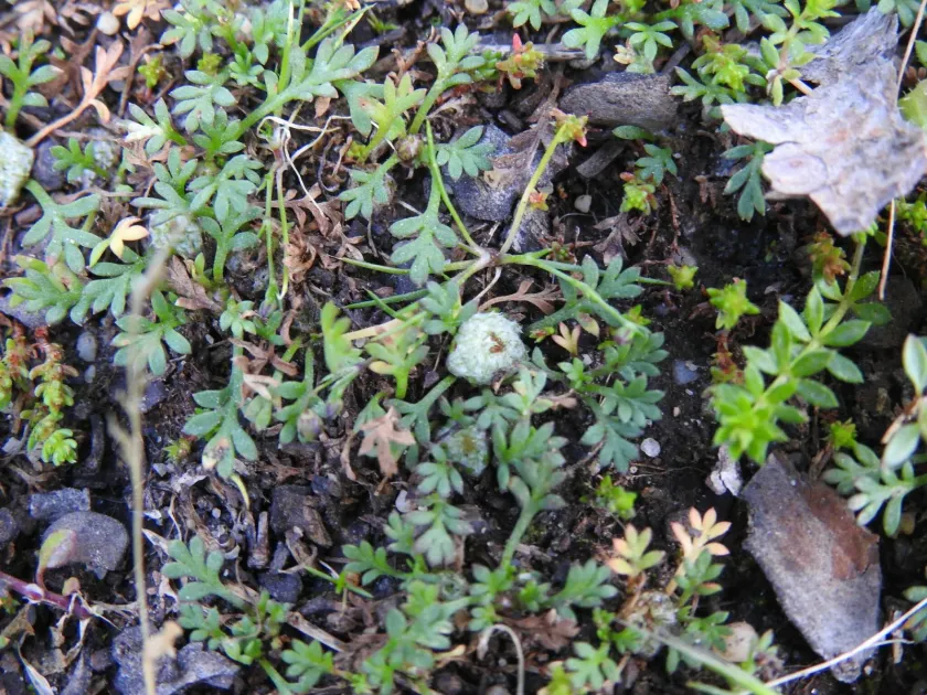 Soliva nasturtiifolia