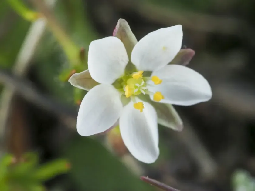 Corn spurrey