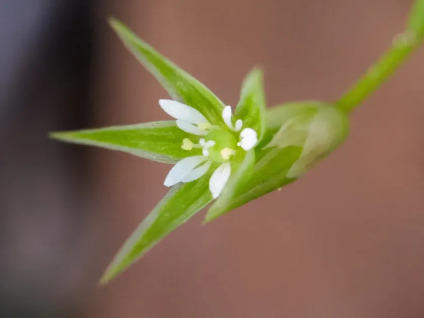 Shining chickweed