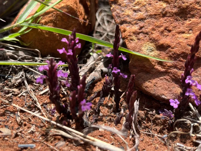 Striga gesnerioides