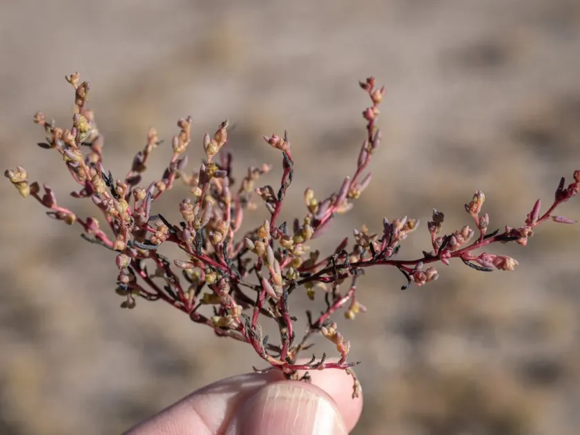 Suaeda occidentalis
