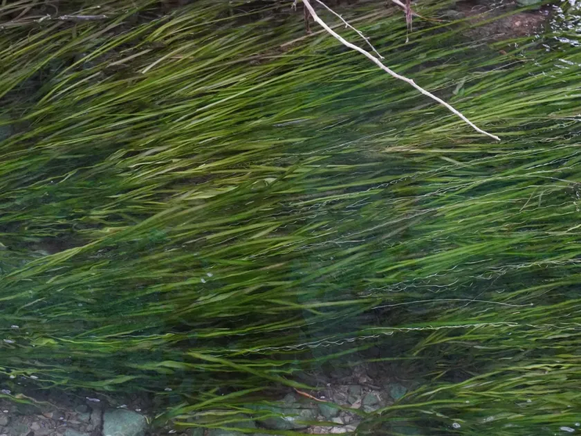 Vallisneria spiralis