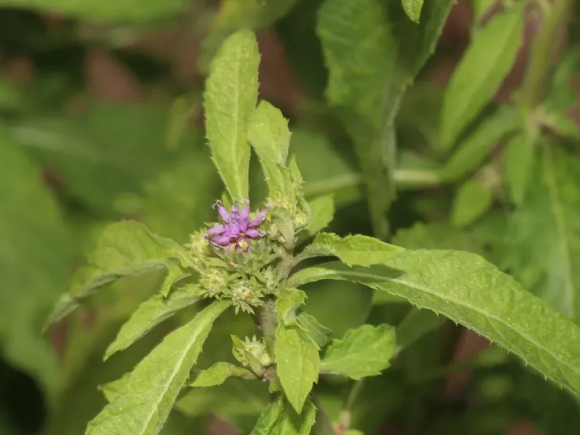 Baccharoides anthelmintica