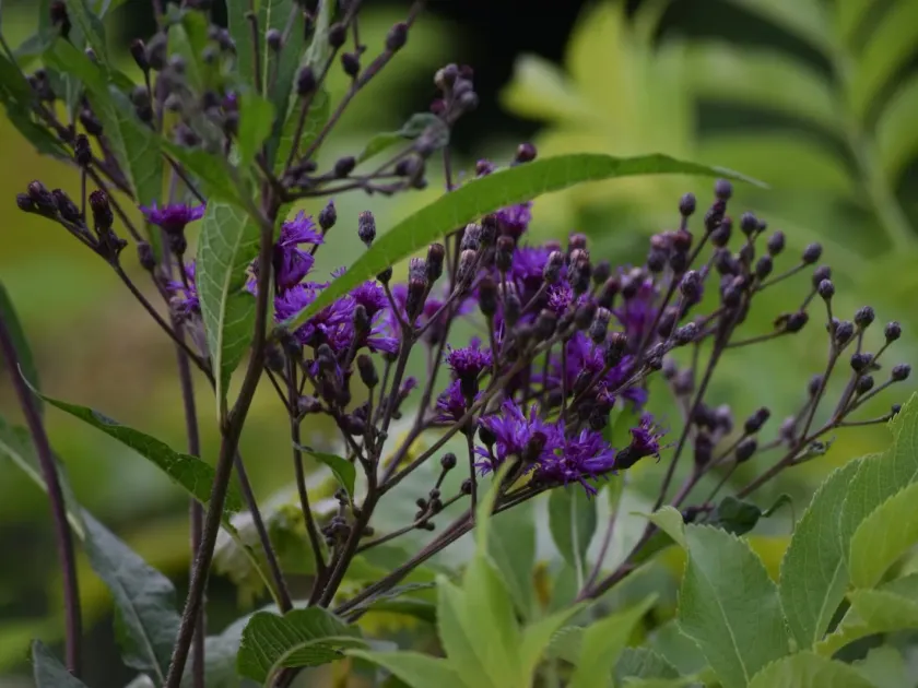 Giant ironweed