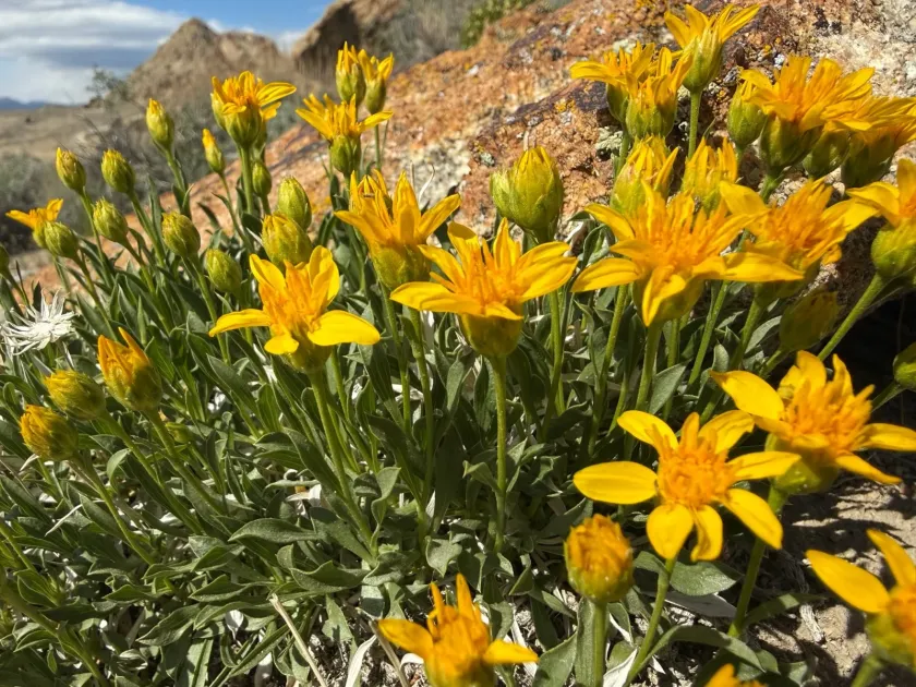 Stemless goldenweed
