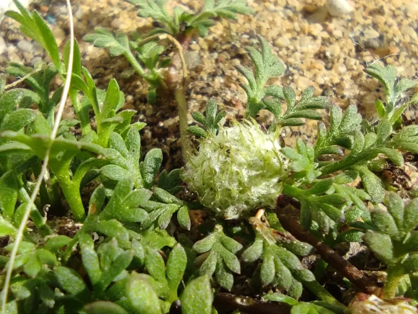 Soliva stolonifera