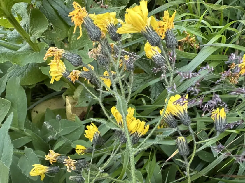 Prenanthes-leaved hawkweed