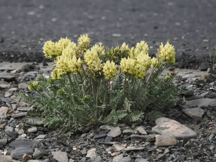 Oxytropis ochrocephala