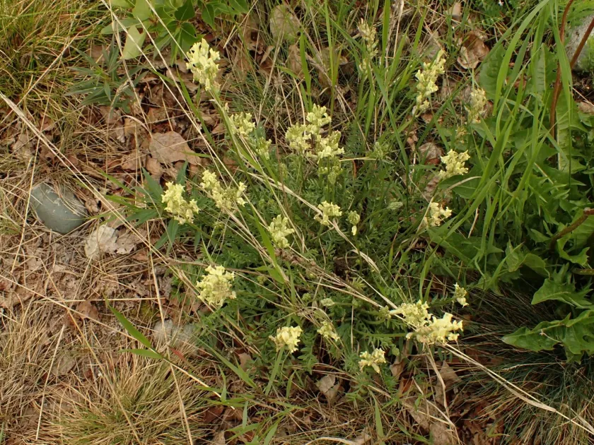 Field locoweed