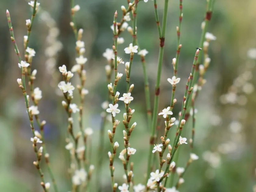 Broom-like knotweed