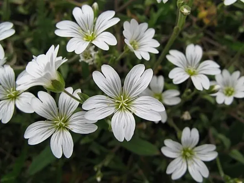 Cerastium lineare