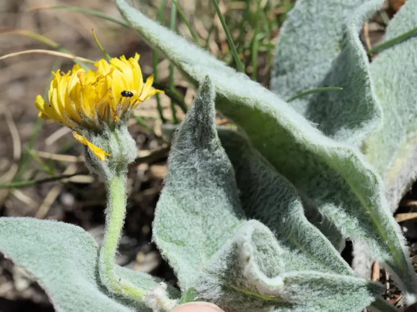 Woolly hawkweed