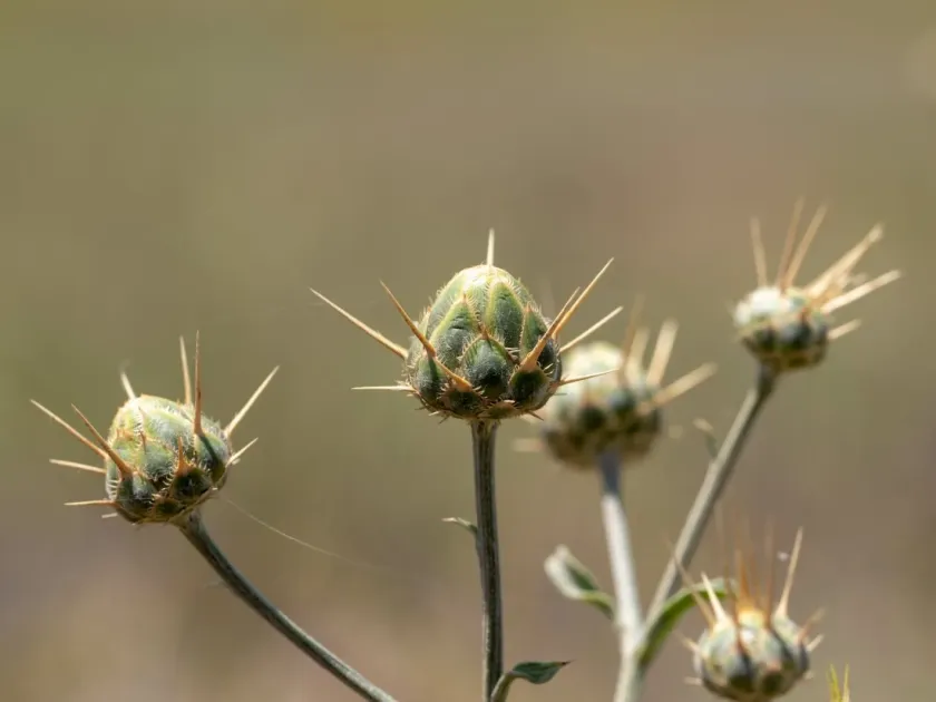 Salonika cornflower