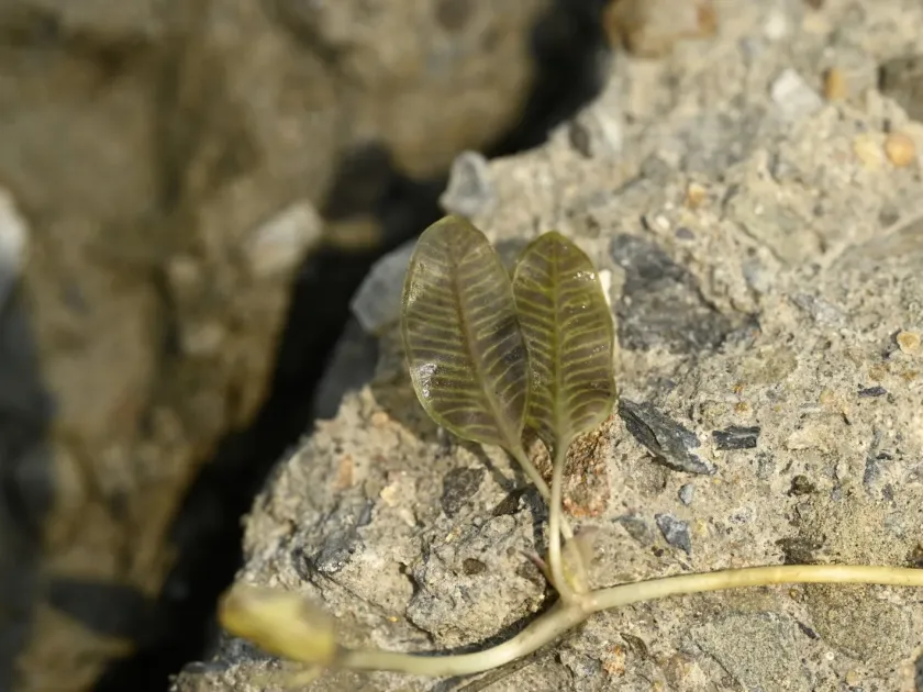 Halophila ovalis