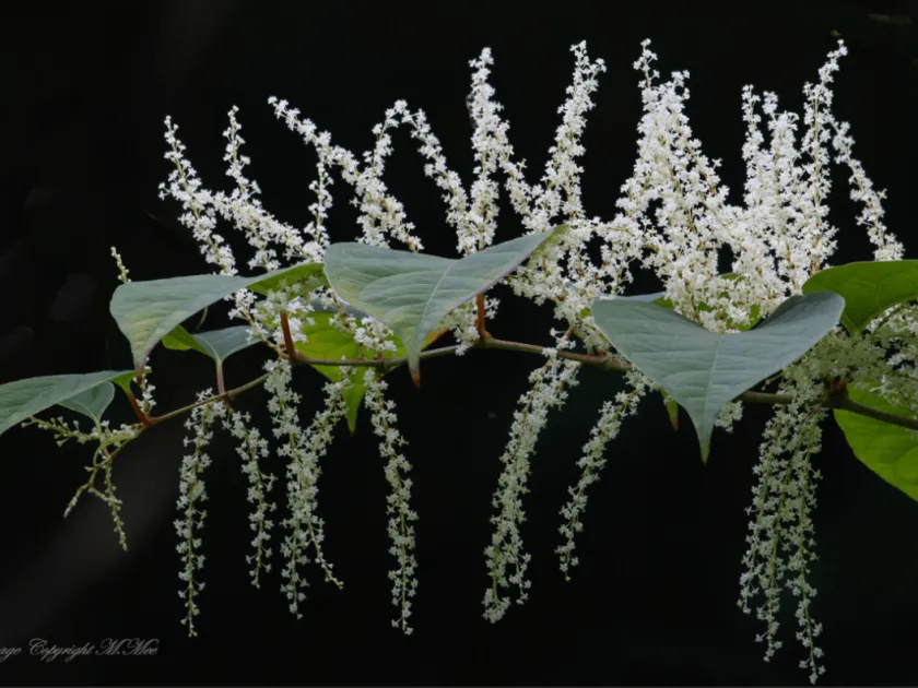 Reyllopia conollyana