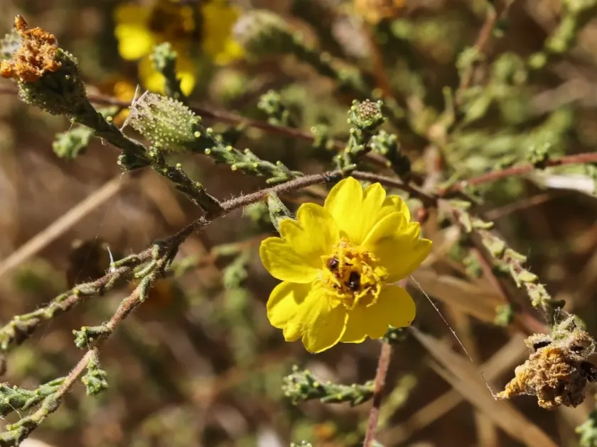 Heermann's tarweed