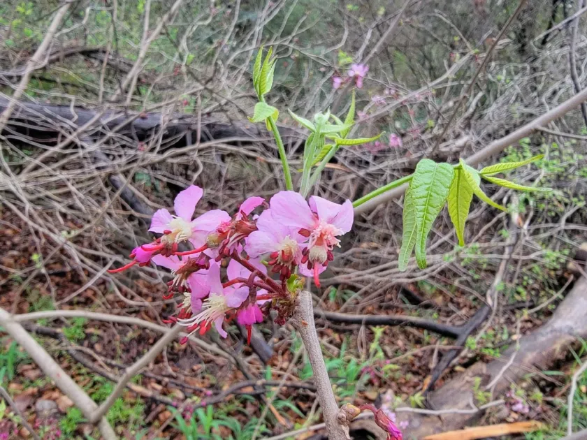 Унгнадия прекрасная