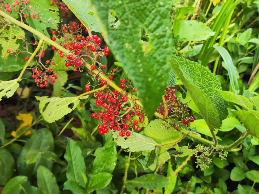Urera caracasana