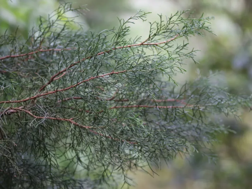 Mexican cypress