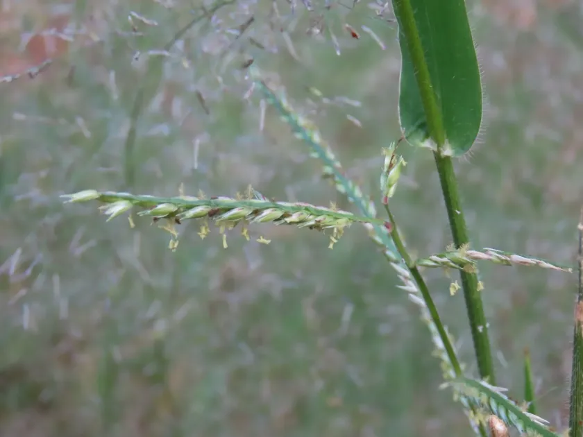 Urochloa brachyura