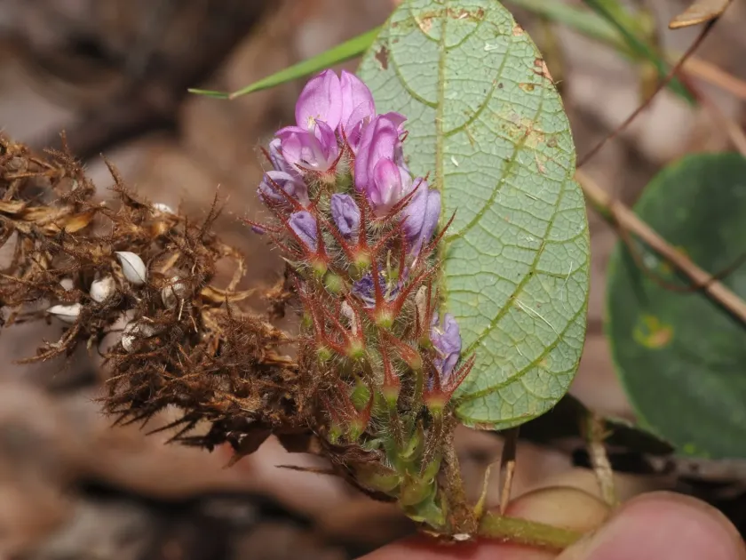 Uraria lagopodioides