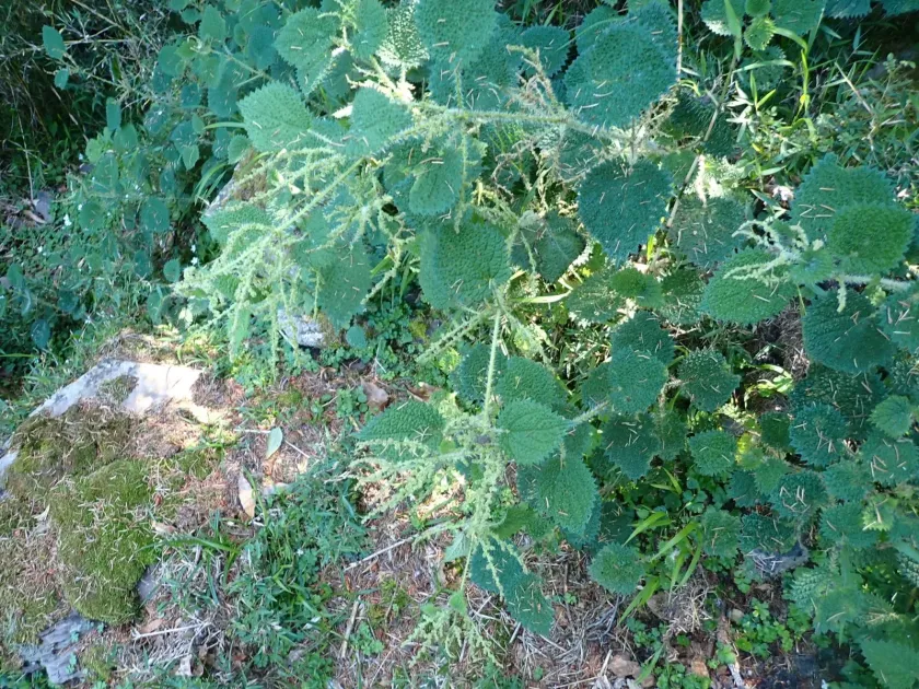 Thunberg's nettle