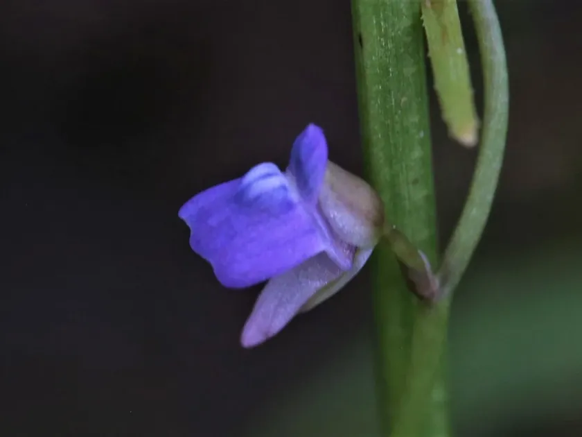 Utricularia baouleensis