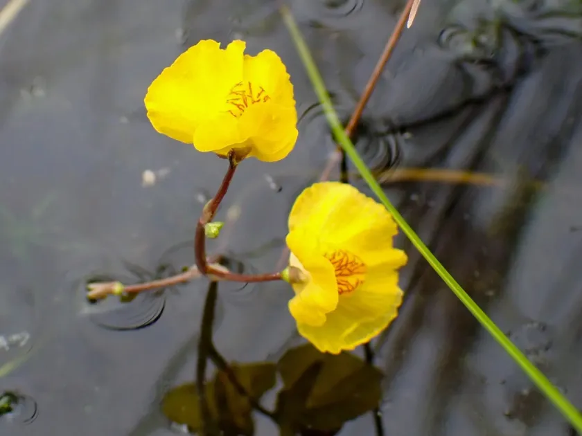 Utricularia australis