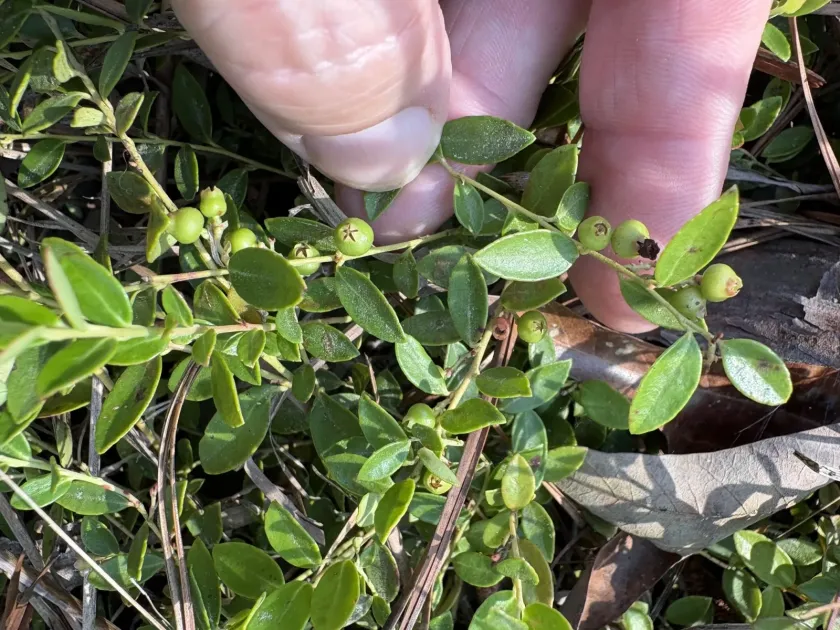 Creeping blueberry