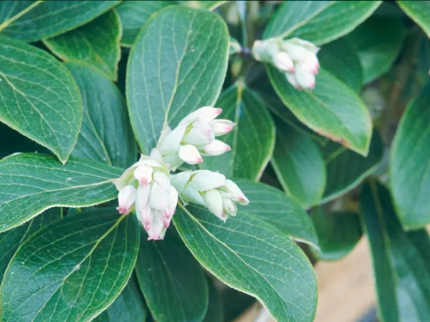 Vaccinium glaucoalbum