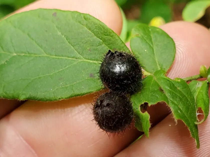Hairy-fruited blueberry