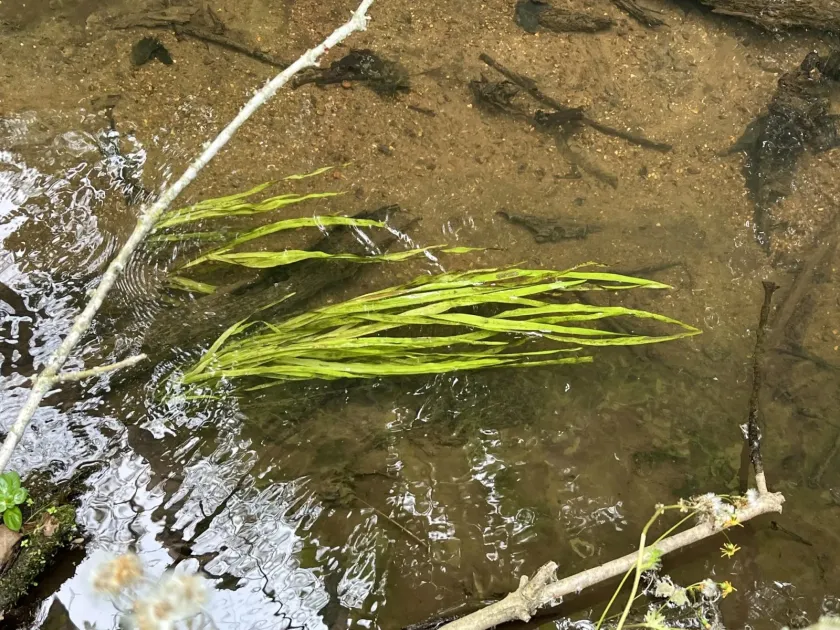 Neotropical eelgrass
