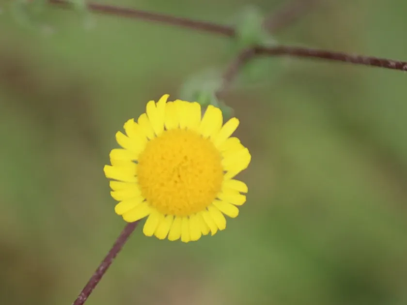 Vicoa auriculata