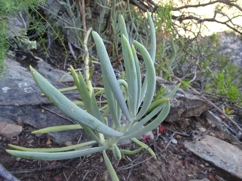 Curio ficoides