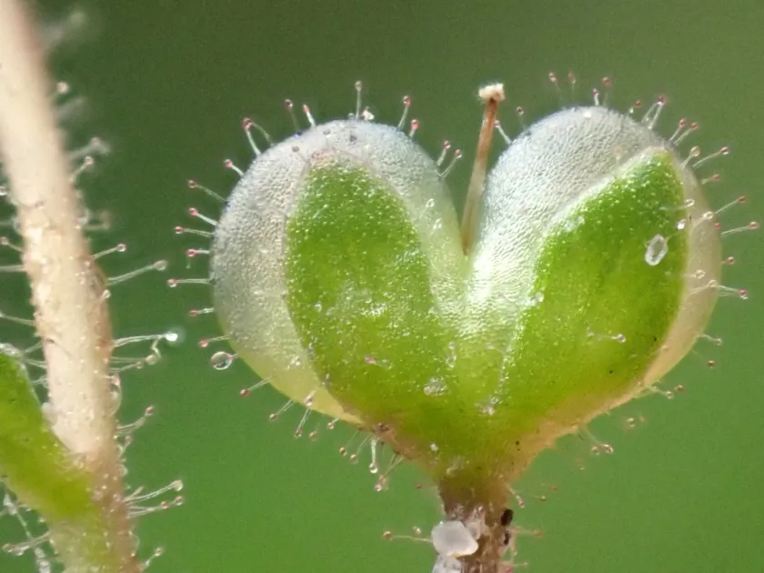 Smooth-leaved speedwell