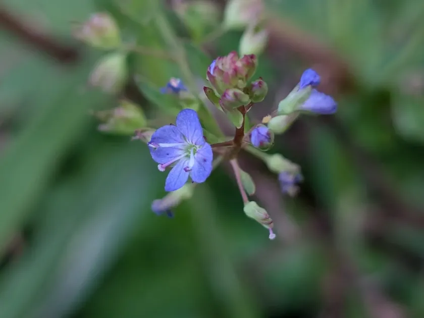 American speedwell