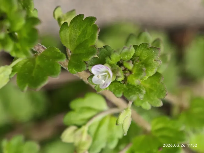 Veronica caninotesticulata