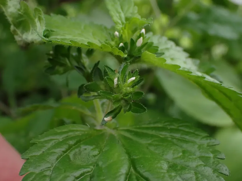 Veronica javanica