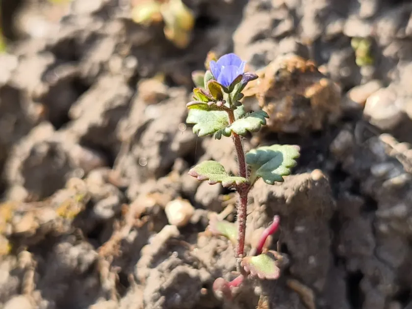 Early speedwell