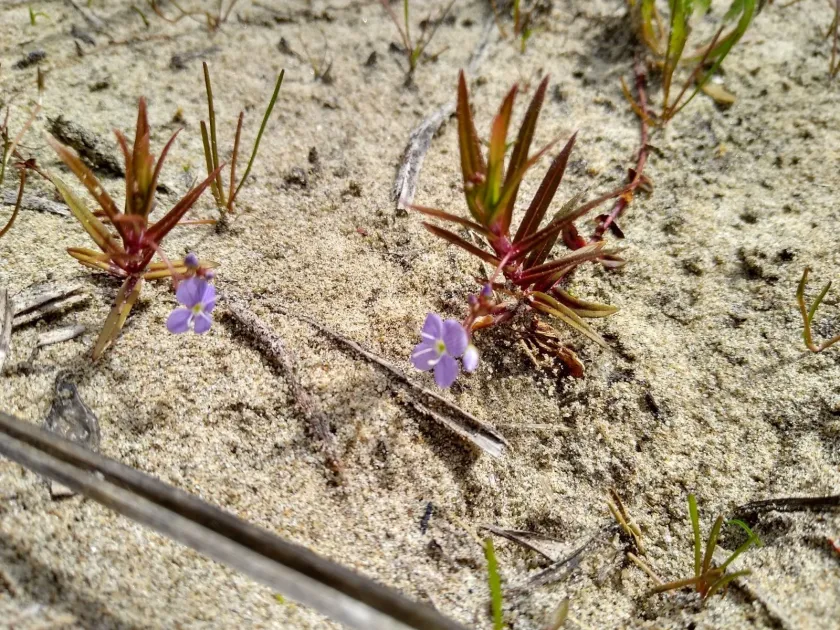 Marsh speedwell