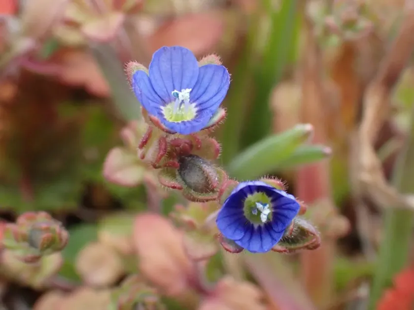Veronica triphyllos