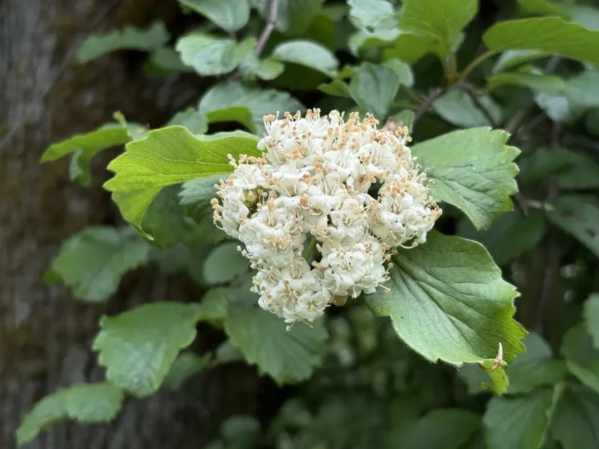 Калина эллиптическая