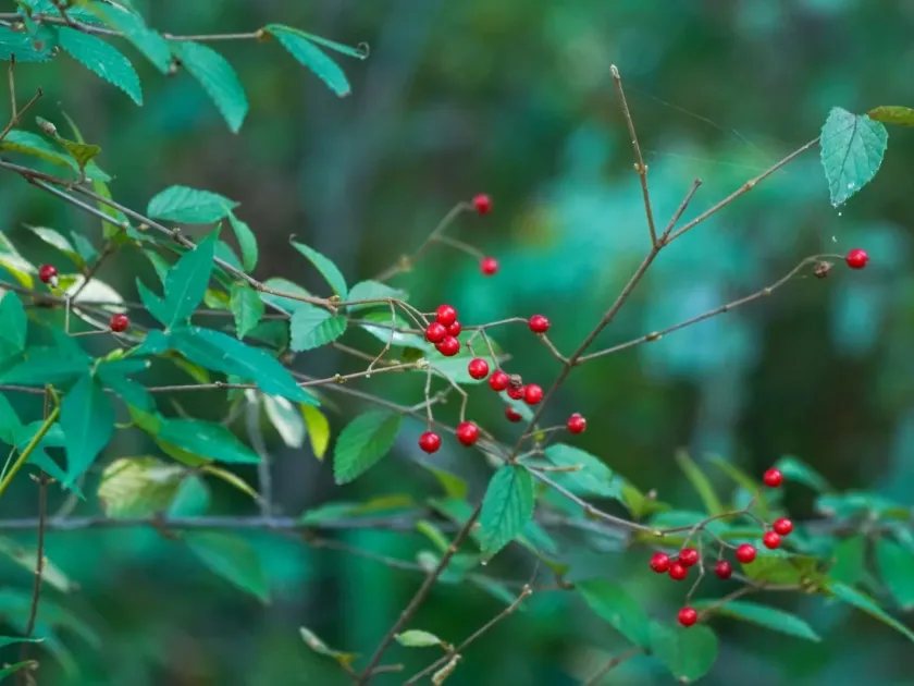 Viburnum erosum