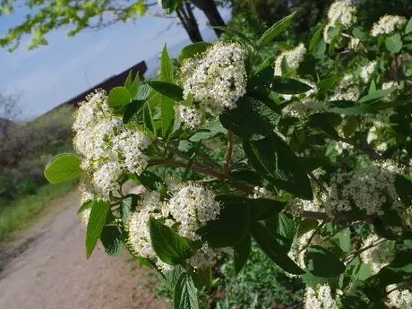 Калина монгольська
