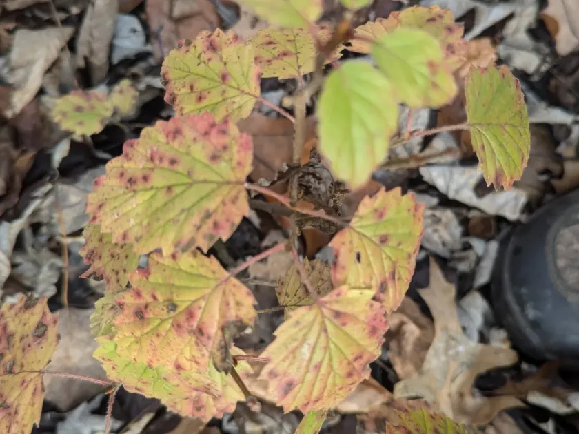 Rafinesque's Viburnum