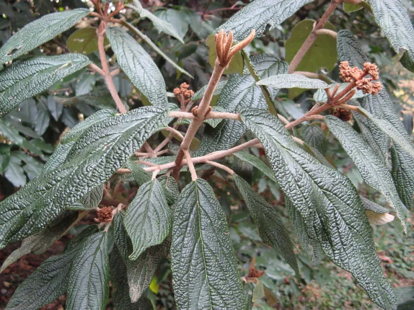 Leatherleaf viburnum