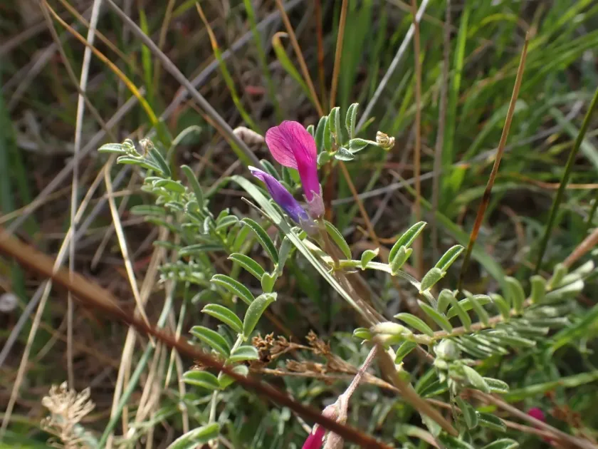 Spurred vetch