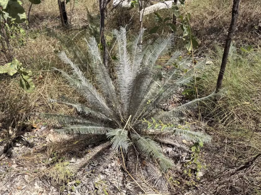 Cycad