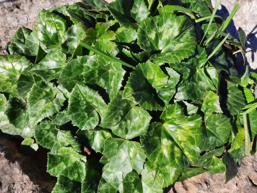African cyclamen