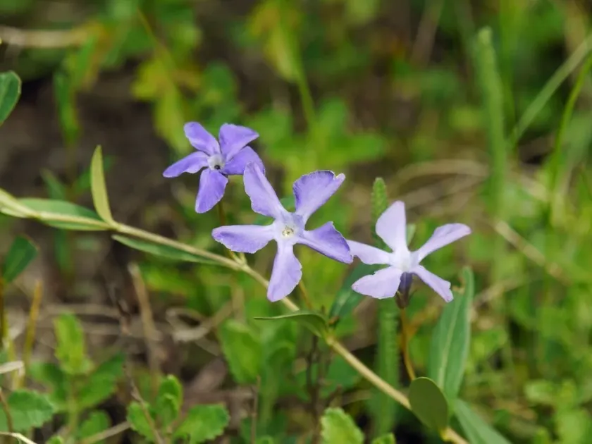 Herbaceous periwinkle